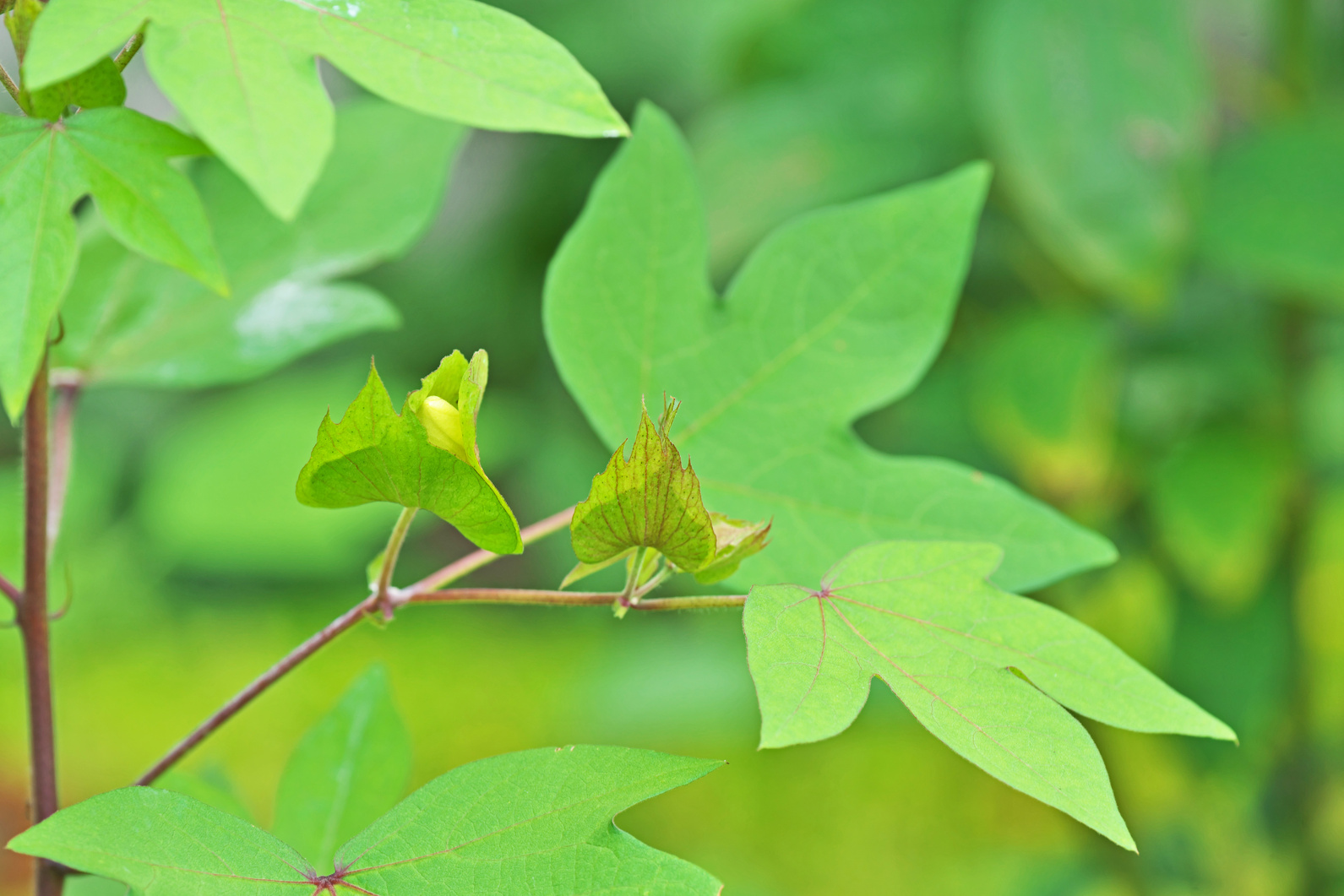 cotton plant