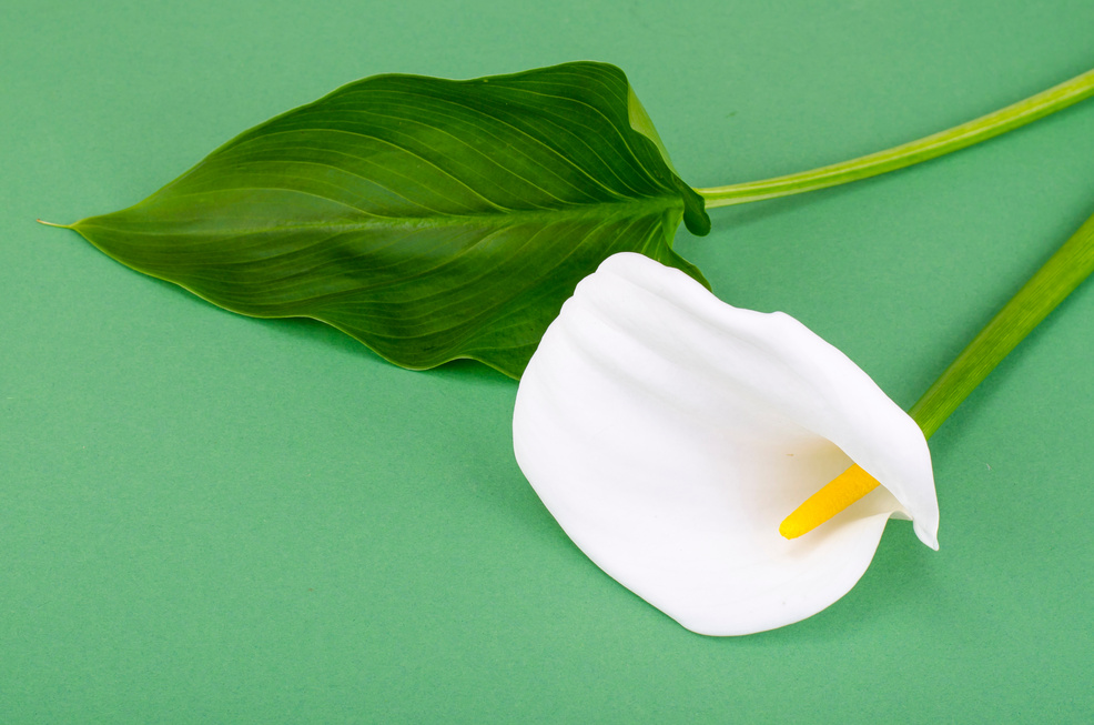 Single flower callas on bright background